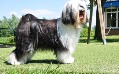 Zippy Tibetan Terrier