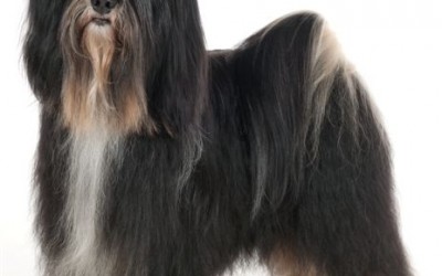 Idol Giant fotostudio