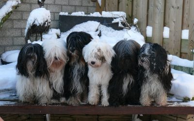 Sneeuwpret 6-1-09.jpg 7