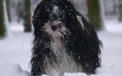 Sneeuwpret 6-1-09.jpg 5