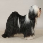 Kybo Kickboxer Crufts