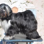 Miss Money Penny Zippy Best Bitch Crufts 2017