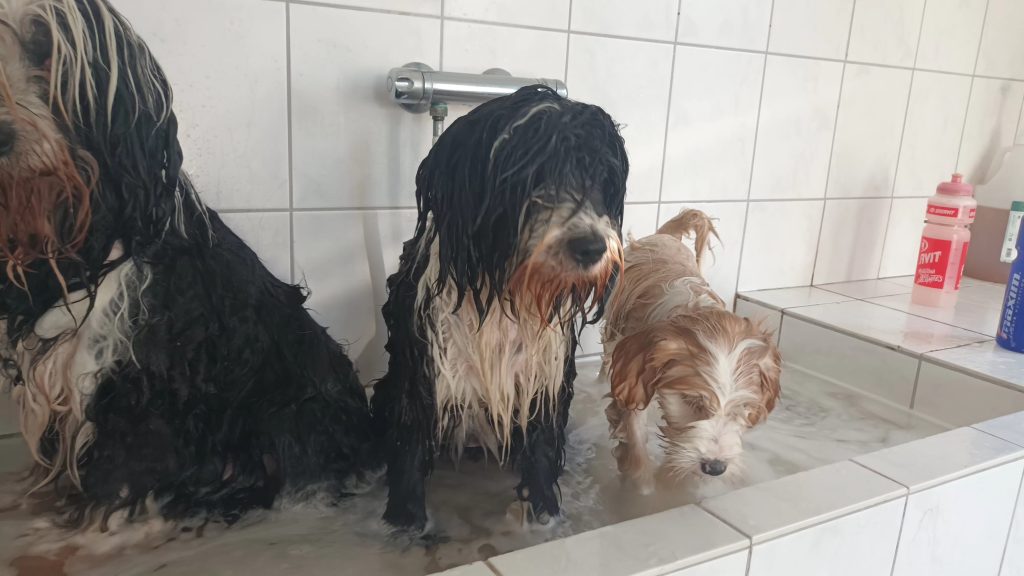 Zippy Tibetan Terriër